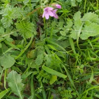 حدود ۶۰۰کیلو چاپر