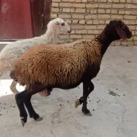 شیشک داشتی