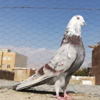 کفتر گرمسار