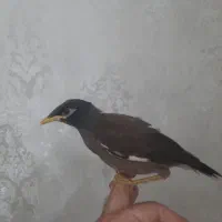 جوجه مینا پرنده مرغ سخنگو بچه آموزش دستی صحبت