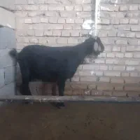 فرش