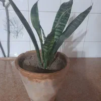 گل سانسوریا کراواتی