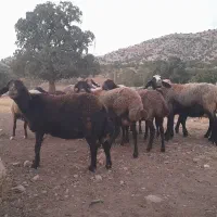 گوسفند