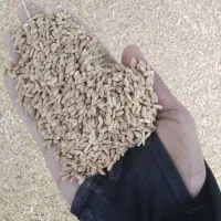 گندم .خوراک