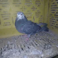 کفتر پرشی