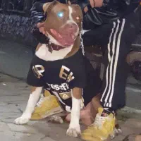 سگ پیتبول آمریکایی