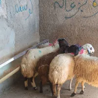 بره ماده شیری