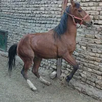 فروش اسب مادیان