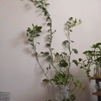 گل پتوس سبز وابلق