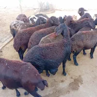 انواع گوسفند کشتاری نر و ماده