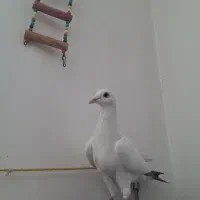 کبوتر