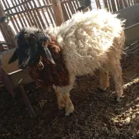 بره|حیوانات مزرعه|فاریاب, |دیوار