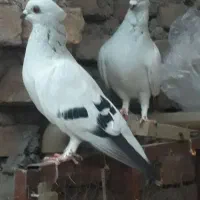 کبوتر شامی