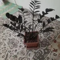 انواع گل آپارتمانی