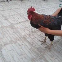 فروش خروس محلی