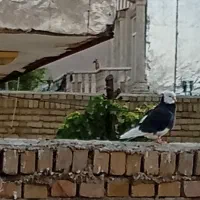 کبوتر شازده