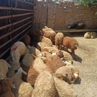 تعاون   واحشام زنده