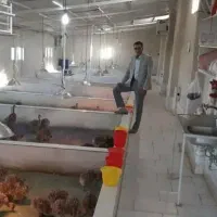 جوجه شترمرغ