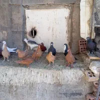 زرد گلی