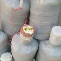 خیارشور یک  و نول شیروان و گرگان امسالی