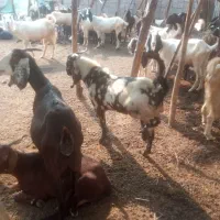 چپش پلنگی