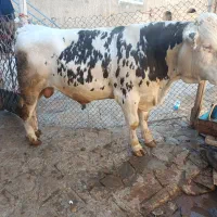گوساله سیمینتال