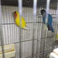 طوطی برزیلی با جوجه