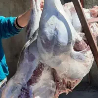 کشمش مویزبرنج چلتوک عدس نخودلپه ماشک گردوکشک آجیل