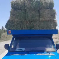 یونجه خشک کیلو ۳۶تحویل دامداری