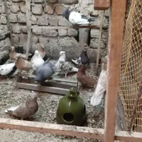 ۱۵۰ طوق کبوتر رنگی|پرنده|تهران, ابوذر (منطقه ۱۵)|دیوار