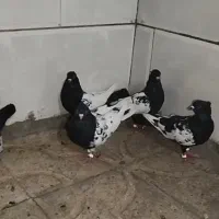 کفتر سینه سیاه