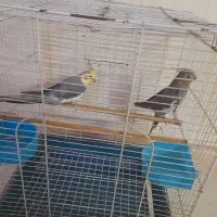 عروس هلندی