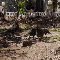 تعداد ۵۰ عدد بقلمون ۷۰ روزه نژادبرنز  انگیلس