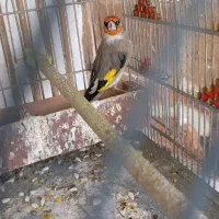 سهره کرمانی نر و گلبسر نر و قفس عروس هلندی