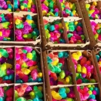 جوجه رنگی محلی اردک بالاترین کیفیت و رنگ