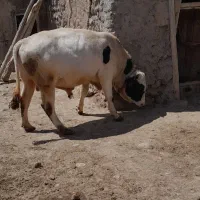 گاو نرو|حیوانات مزرعه|نظر کهریزی, |دیوار