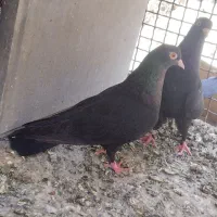 پرنده