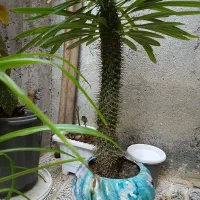 گل طبیعی|گل و گیاه طبیعی|پارسآباد, |دیوار