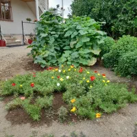 اجاره ویلا