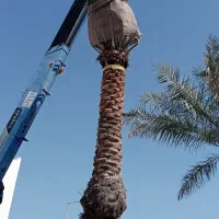 هرس انواع نخل و سم پاشی...استاد باتجربه