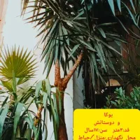 گل‌های لوکس برای فروش فوری