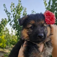 توله سگ ژرمن ۱۰ تومن فقط تا پایان امشب