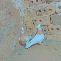 کفتر طوقی