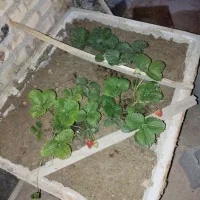 کمپکتور1500کیلو زور