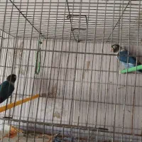 طوطی برزیلی