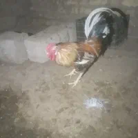 حیوآنات مزرعه