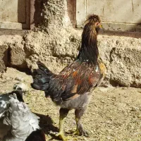 خروس لهستانی