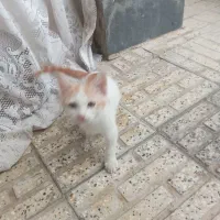 بچه گربه