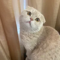 نیاز به گربه ماده برای جفت گیری