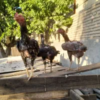 فروش فوری